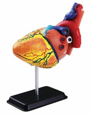 Anatomisk modell Hjärta 14 cm