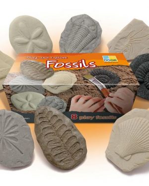 Undersök Fossilier av sten 8/fp
